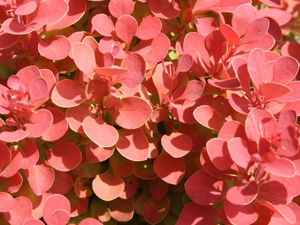 Picture of Berberis